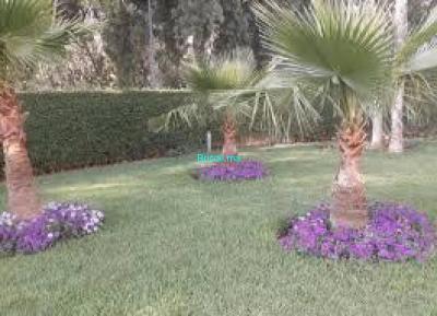 جردينيي محترف